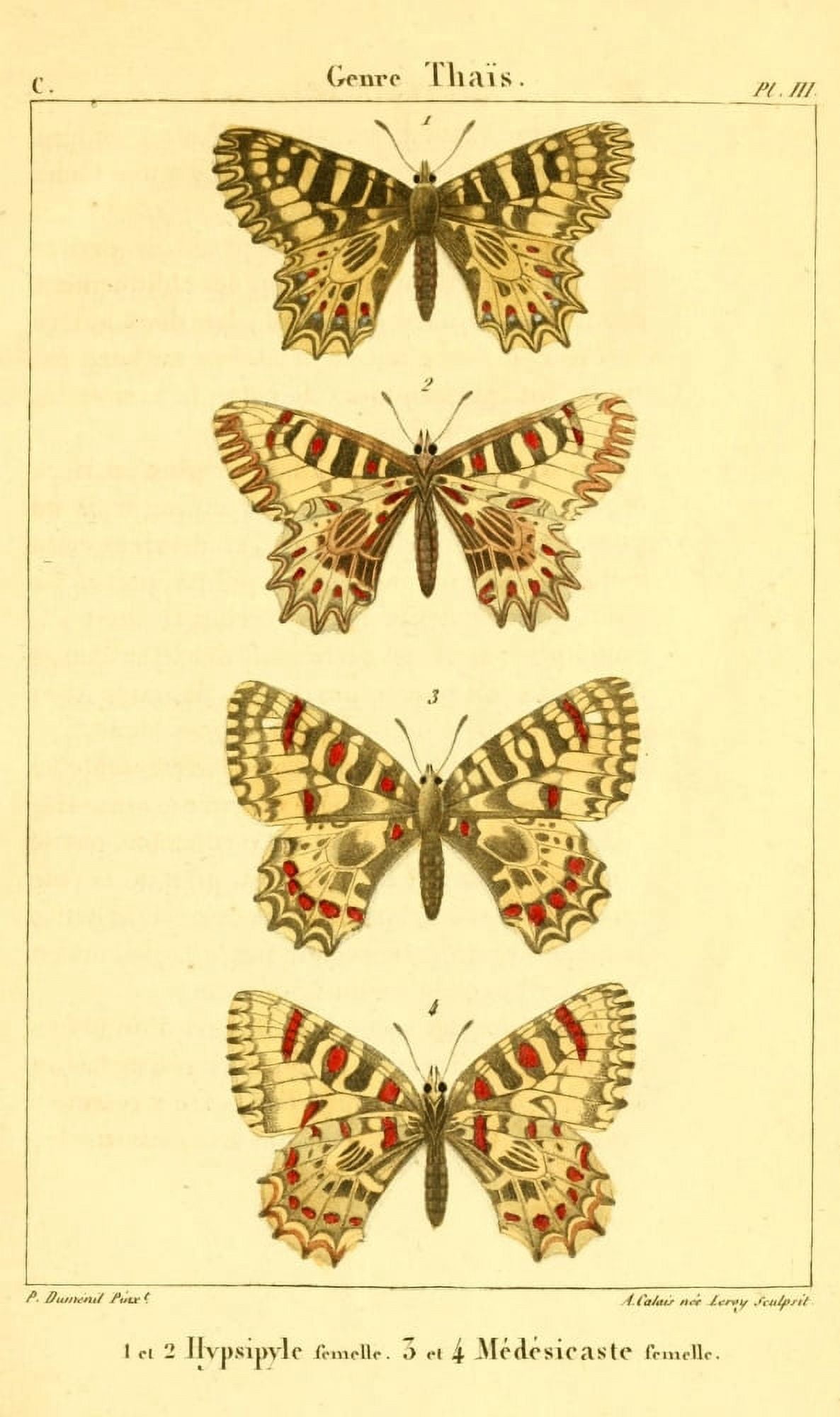 LpidoptÔø?res ou Papillons de France 1821 Genre Thais Canvas Art - P Dumenil (24 x 36)