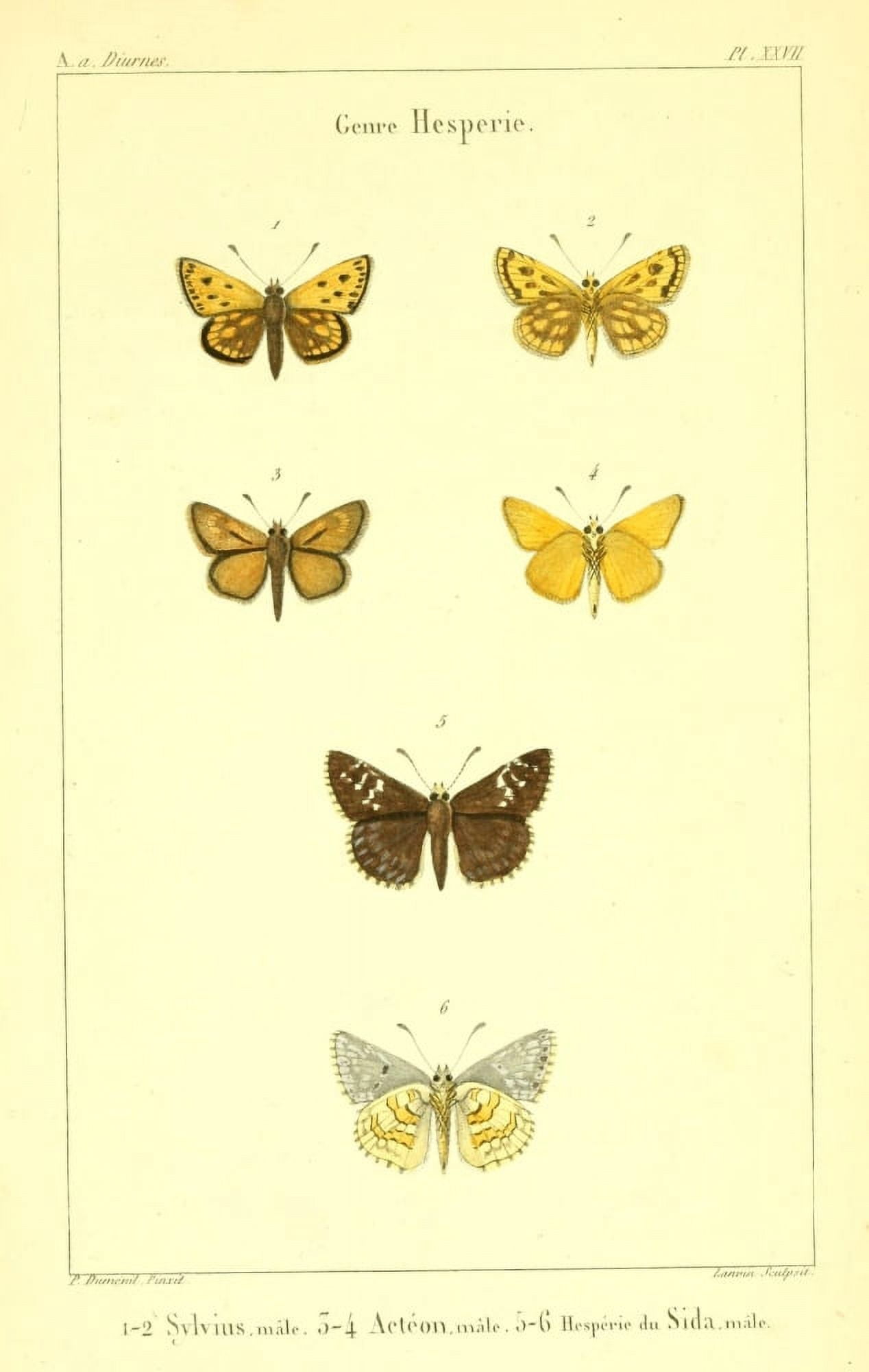 LpidoptÔøΩres ou Papillons de France 1821 Genre Hesperie 1 Canvas Art - P Dumenil (24 x 36)