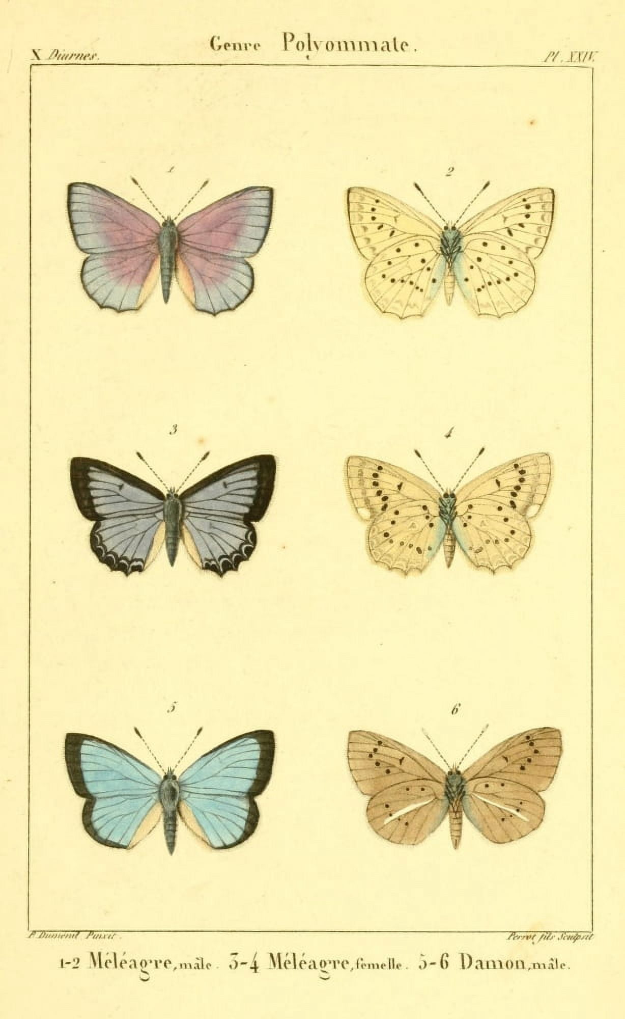 LpidoptÔøΩres ou Papillons de France 1821 Genre Polyommate 4 Canvas Art - P Dumenil (24 x 36)