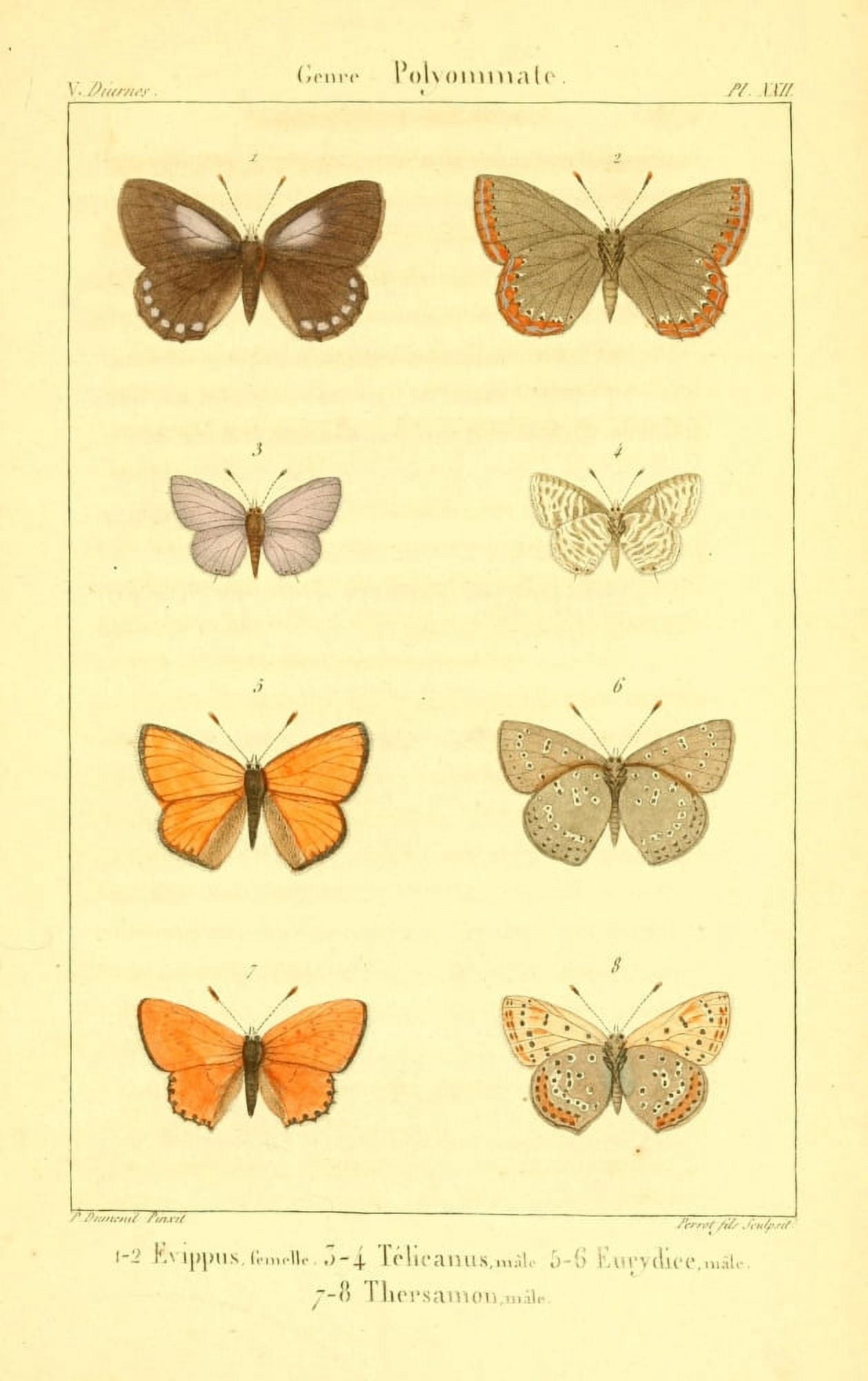Lpidopteres ou Papillons de France 1821 Genre Polyommate 1 Canvas Art - P Dumenil (18 x 24)