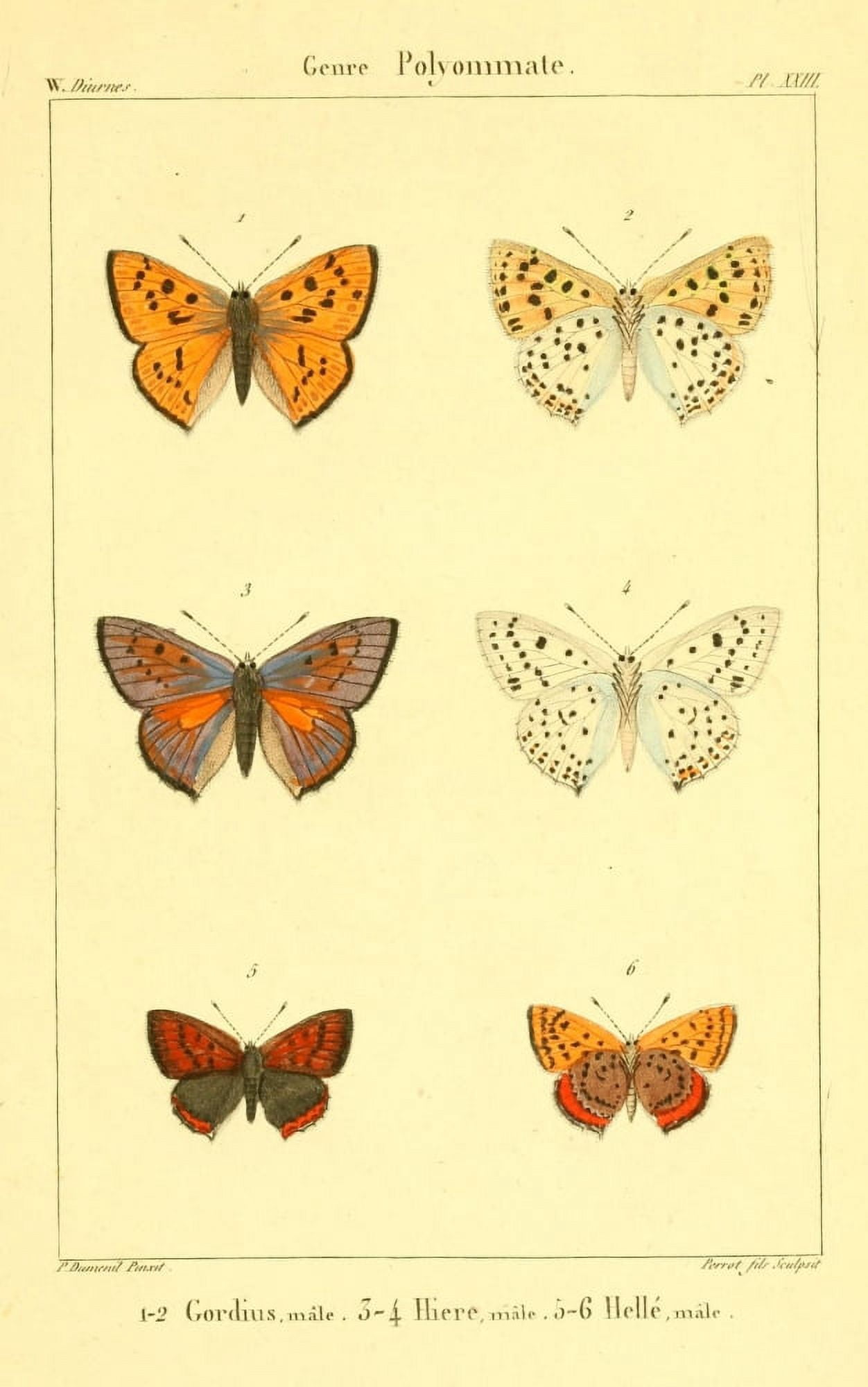 Lpidopteres ou Papillons de France 1821 Genre Polyommate 2 Canvas Art - P Dumenil (18 x 24)