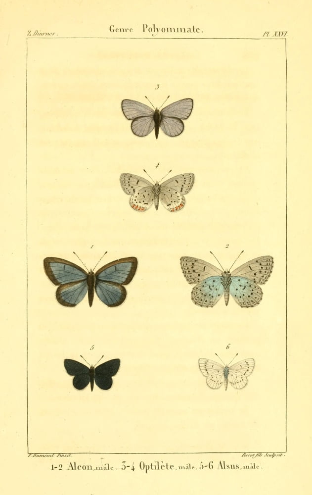 Lpidopteres ou Papillons de France 1821 Genre Polyommate 3 Canvas Art - P Dumenil (18 x 24)