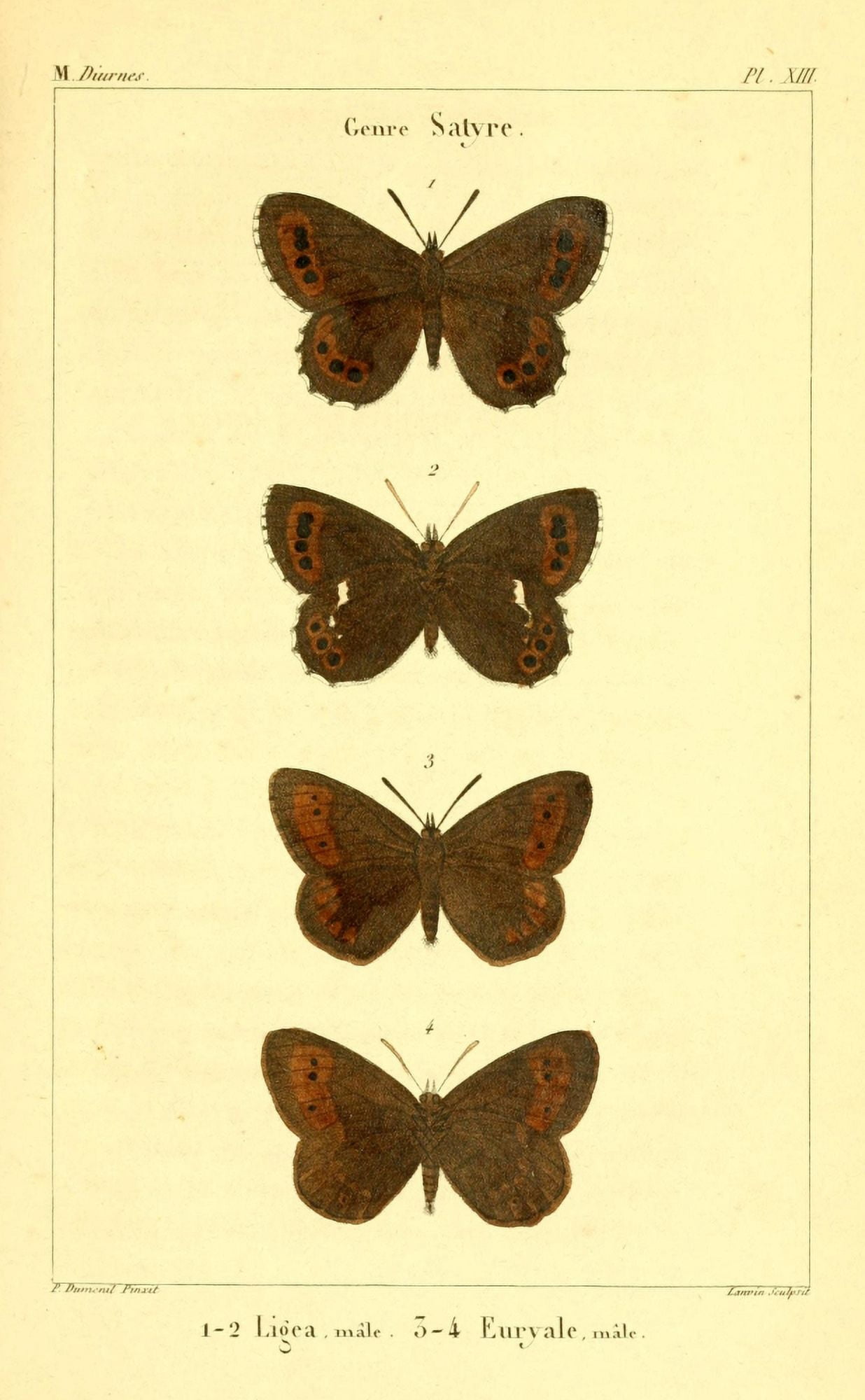 Lpidopteres ou Papillons de France 1821 Genre Satyre 3 Canvas Art - P Dumenil (18 x 24)