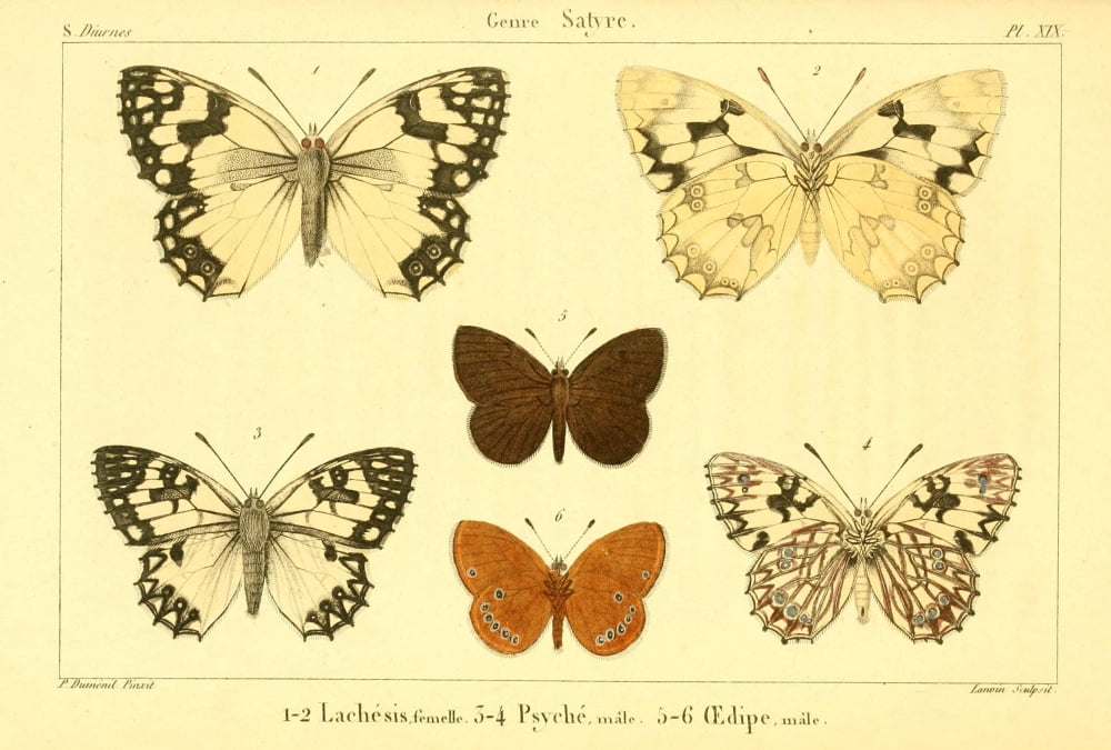 Lpidopteres ou Papillons de France 1821 Genre Satyre 7 Canvas Art - P Dumenil (18 x 24)