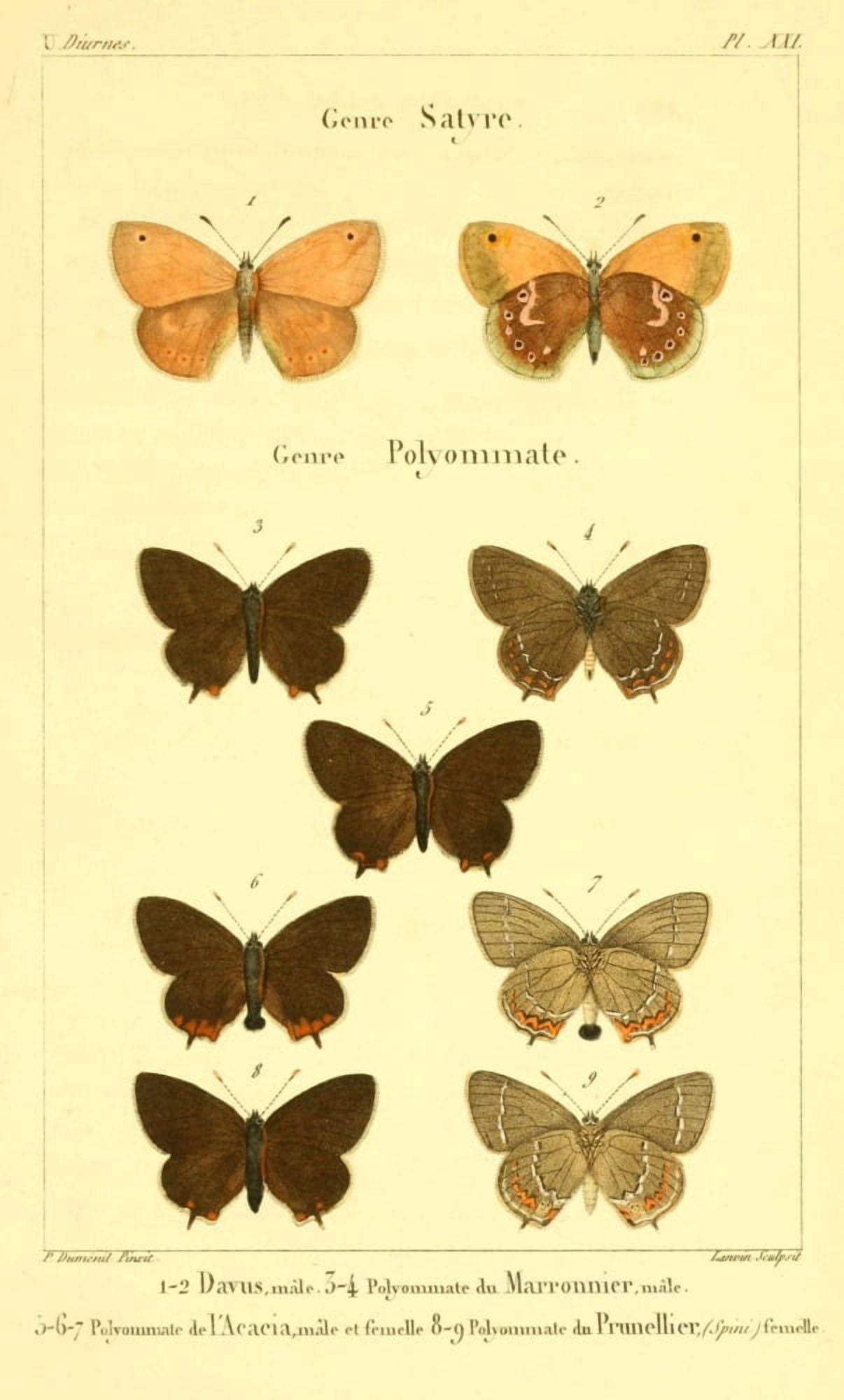 Lpidopteres ou Papillons de France 1821 Genre Satyre 9 Canvas Art - P Dumenil (18 x 24)