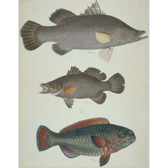 Ls Plate 111 From The John Reeves Collection Poster Print By Mary Evans Natural History Museum