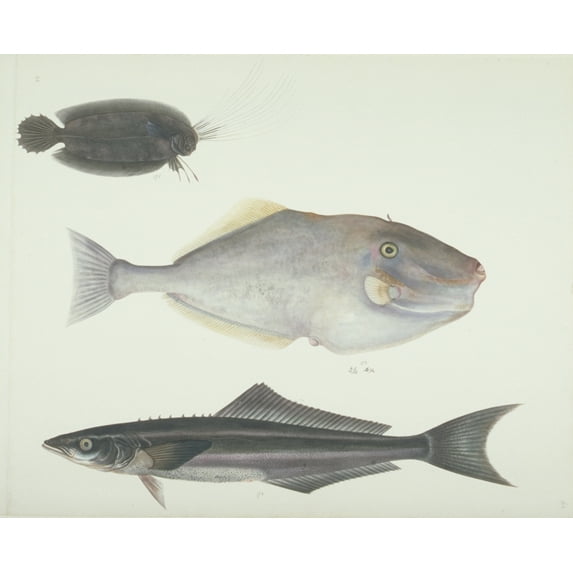 Ls Plate 155 From The John Reeves Collection Poster Print By Mary Evans Natural History Museum