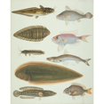 thumbnail image 1 of Ls Plate 159 From The John Reeves Collection Poster Print By Mary Evans Natural History Museum, 1 of 3