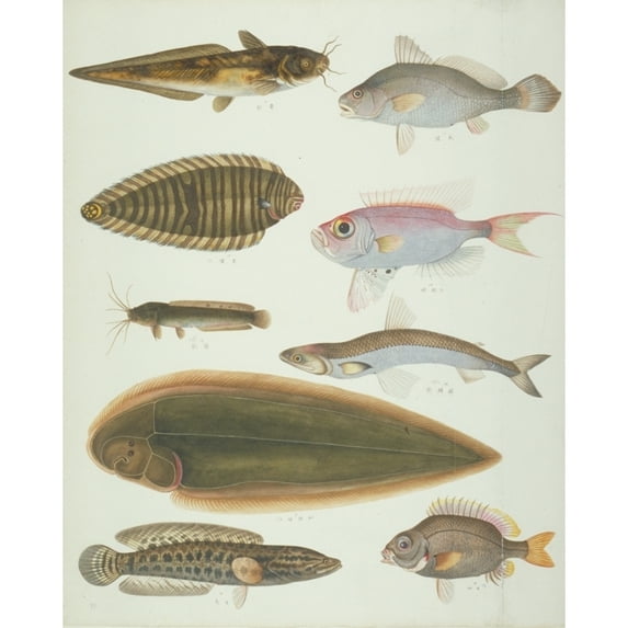 Ls Plate 159 From The John Reeves Collection Poster Print By Mary Evans Natural History Museum