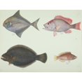 thumbnail image 1 of Ls Plate 161 From The John Reeves Collection Poster Print By Mary Evans Natural History Museum, 1 of 3