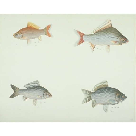 Ls Plate 170 From The John Reeves Collection Poster Print By Mary Evans Natural History Museum