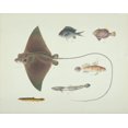 thumbnail image 1 of Ls Plate 186 From The John Reeves Collection Poster Print By Mary Evans Natural History Museum, 1 of 4