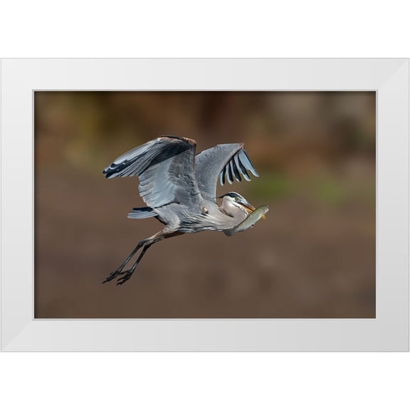 Lu, Bill 14x11 White Modern Wood Framed Museum Art Print Titled - Fresh Catch