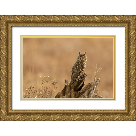 Lu, Bill 24x17 Gold Ornate Wood Framed with Double Matting Museum Art Print Titled - Eye Contact