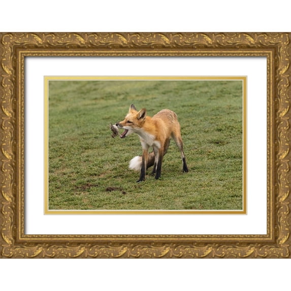 Lu, Bill 32x23 Gold Ornate Wood Framed with Double Matting Museum Art Print Titled - Playing With Prey