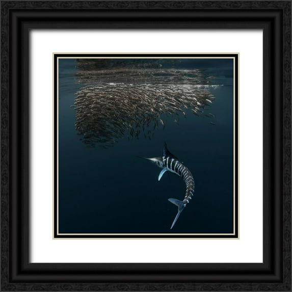 Lu, Jennifer 15x15 Black Ornate Wood Framed with Double Matting Museum Art Print Titled - Charging Into Bait-Ball