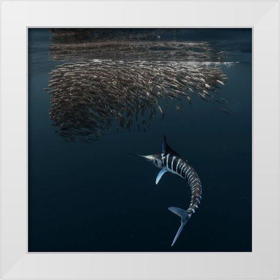 Lu, Jennifer 26x26 White Modern Wood Framed Museum Art Print Titled - Charging Into Bait-Ball