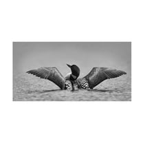 Trademark Fine Art Jim Cumming Common Loon In Black And White Canvas Wall Art - 10x19