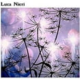 thumbnail image 1 of Luca Nieri - Luca Nieri [CD], 1 of 1