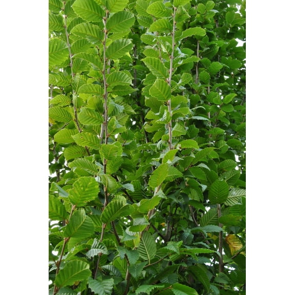 Lucas' European Hornbeam Carpinus betulus 'Lucas'- Ornamental Tree for Hedges & Privacy, Deciduous, Pollinator Friendly, Container Suitable, Garden & Street Planting 15 Gallon