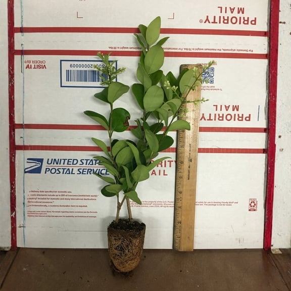 Lucidum Ligustrum – Live Plant