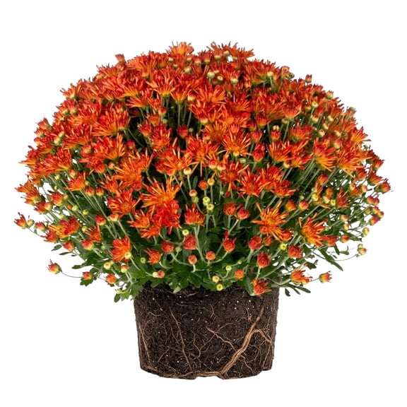 Luck Bronze Bicolor Mum Starter Plants, Set of 3, Full Sun, USDA Zones 5-9, Ships in Nursery Pots