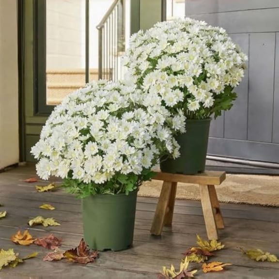 Luckcia Faux Mums, Booneb Mums, Artificial Outdoor SunsetMums Flowers, Artificial Sunsetmums- UV Resistant, Waterproof, Windproof, Fake Fall Flower Daisy with Eucalyptus (5Bundle Ivory)