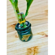 Lucky Bamboo 446 in Ceramic Vase