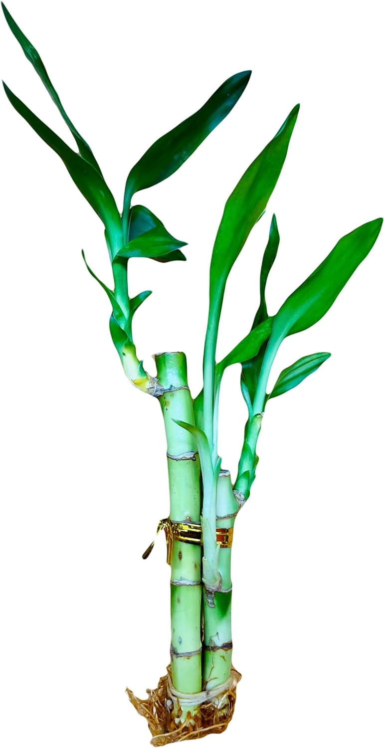 Lucky Bamboo Arrangements 3 Stem 4”4”6” 3 Stem 4”4”6” (3 Pack ...