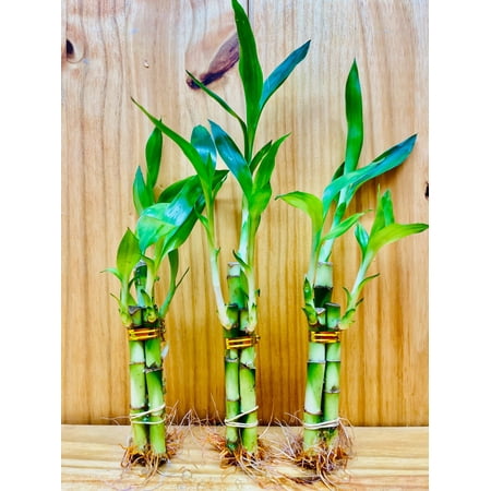 Lucky Bamboo Arrangements 3 Stem 446