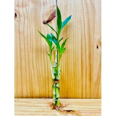 Lucky Bamboo Arrangements 3 Stem 446