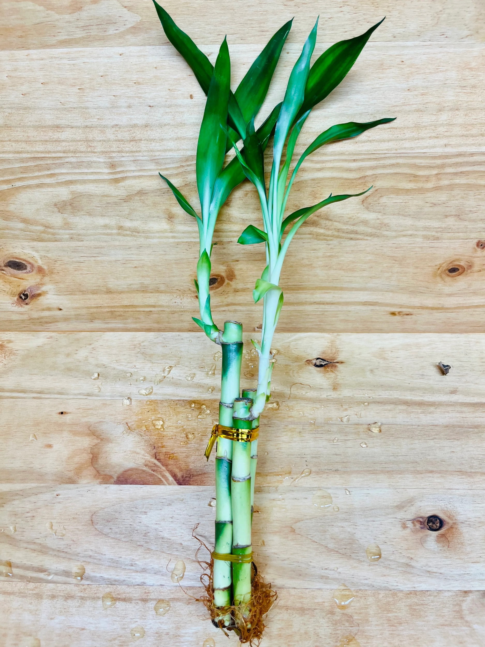 chinese money tree plant Chinese Money Plant – Pike Nursery main image 1