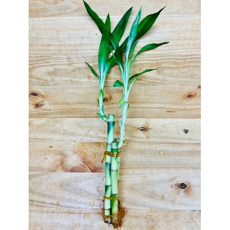 Lucky Bamboo Arrangements 3 Stem 668