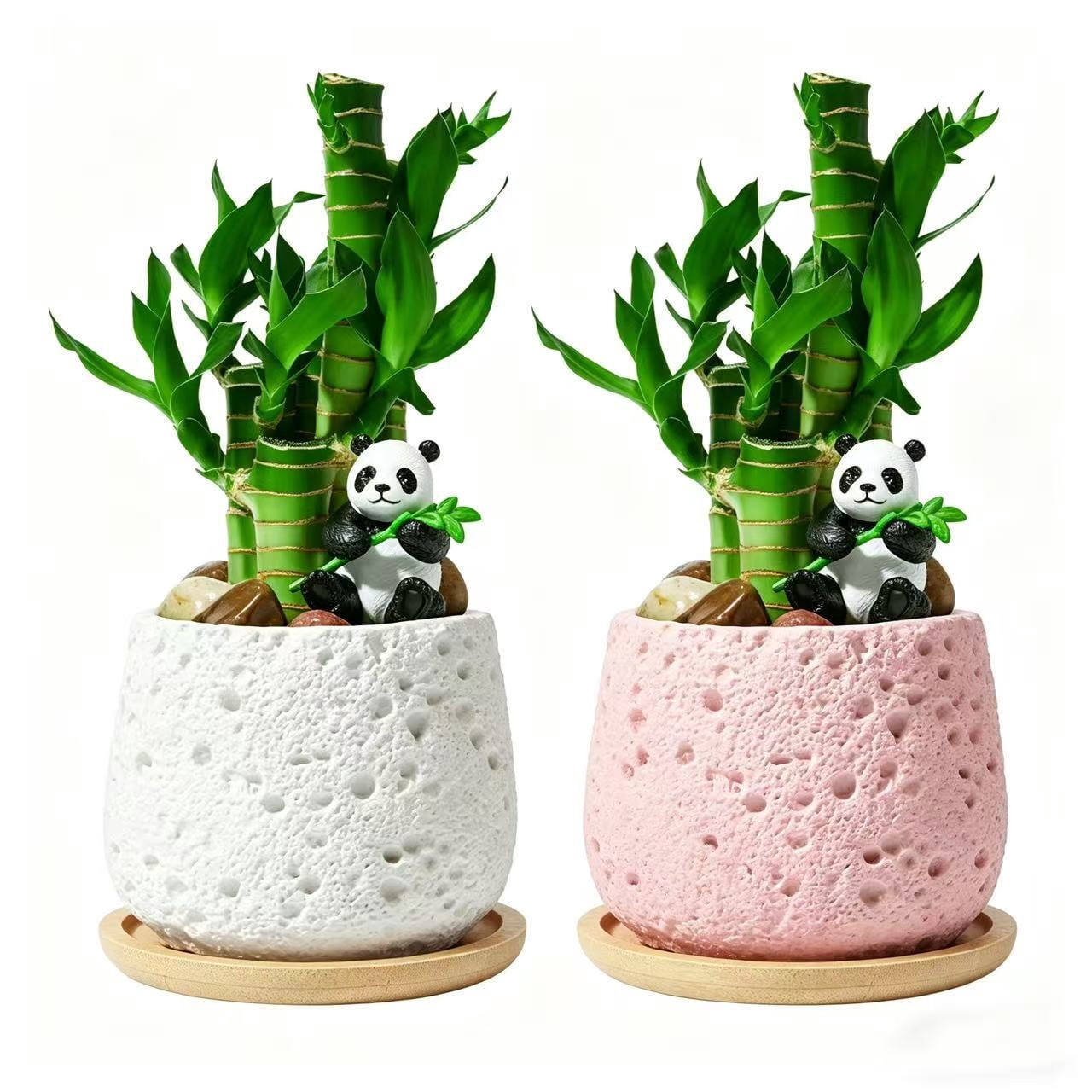 Lucky Bamboo Decor 2-Pack – Feng Shui Indoor Desk Plant Arrangement with Ceramic Pot, Good Luck & Wealth Home Office Accent