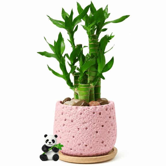 Lucky Bamboo Decor in Volcanic Stone Pot Feng Shui Indoor Plant Decoration for Home Office Desk, Desktop Greenery Accent, Good Luck Housewarming Gift