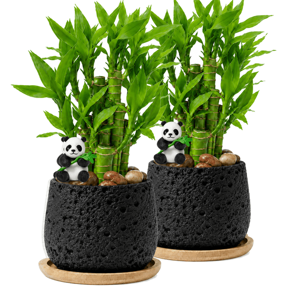 Lucky Bamboo Home Decor, Decorative Bamboo Plant in Stone Pot, Indoor Desktop Greenery, Zen Office Decoration, Housewarming & Birthday Gift, Black 2 Pack