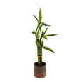 thumbnail image 1 of Lucky Bamboo Planter - Brown Ceramic/Cork Base - 3", 1 of 1
