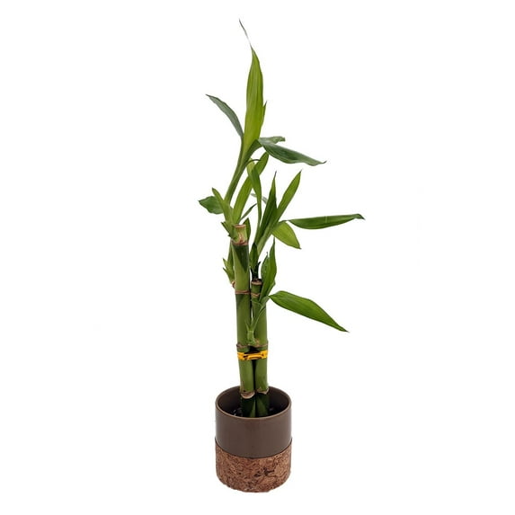 Lucky Bamboo Planter - Brown Ceramic/Cork Base - 3"