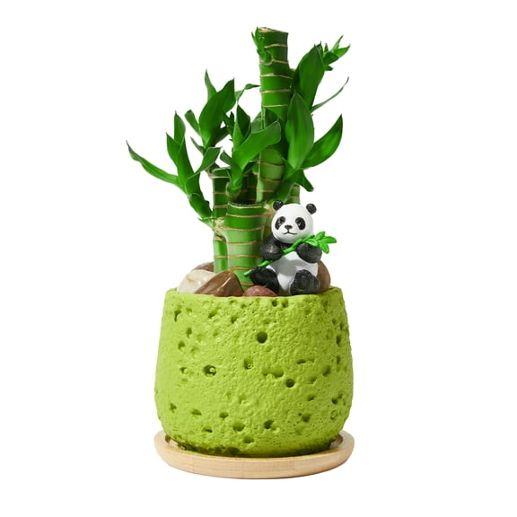 Lucky Bamboo Style Green Pot Desk Decor Set with Tray and Pebbles, 5-Stem Zen Arrangement with Panda Figurine, Natural Style Home Office Table Decoration, Good Luck Accent Gift