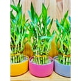 thumbnail image 1 of Lucky Bamboo Three Tier in Ceramic Vase, 1 of 5