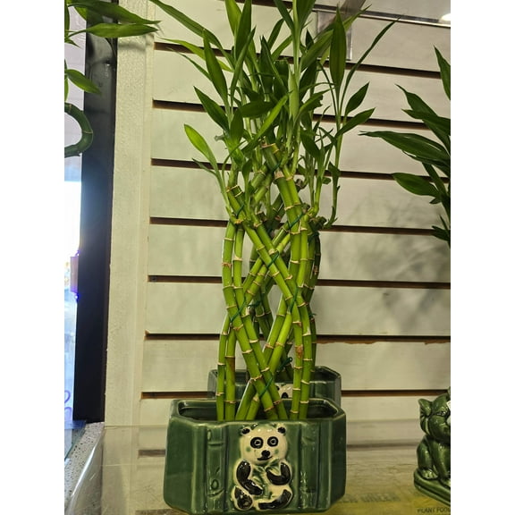 Lucky Bamboo on a Panda Base Gift tangled plant - Get similar