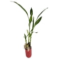 thumbnail image 1 of Lucky Bamboo with Moss - Red Ceramic Vase - 3", 1 of 1