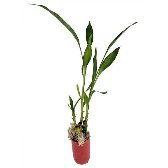 Lucky Bamboo with Moss - Red Ceramic Vase - 3"