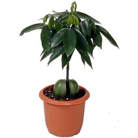 Lucky Bean Plant - Moreton Bay Chestnut or Blackbean - 3" Pot