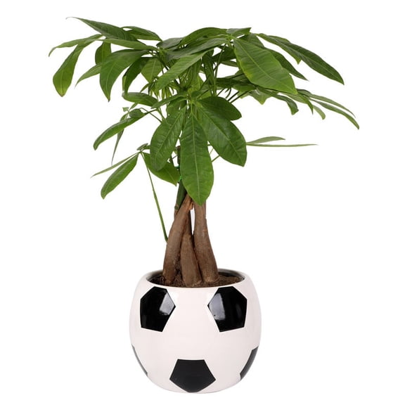 From You Flowers - Lucky Hat Trick Money Tree for Birthday, Anniversary, Get Well, Congratulations, Thank You, All Occasions