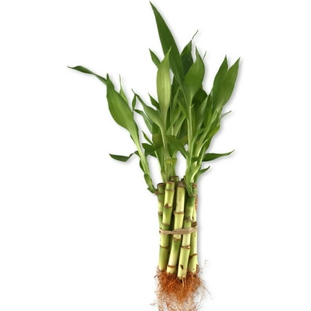Lucky Indoor Bamboo - Live Plants - Ships Bare Root - 10-Pack of 4 Inch Straight Stalks - Air Purifying Feng-Shui Zen Garden Houseplants