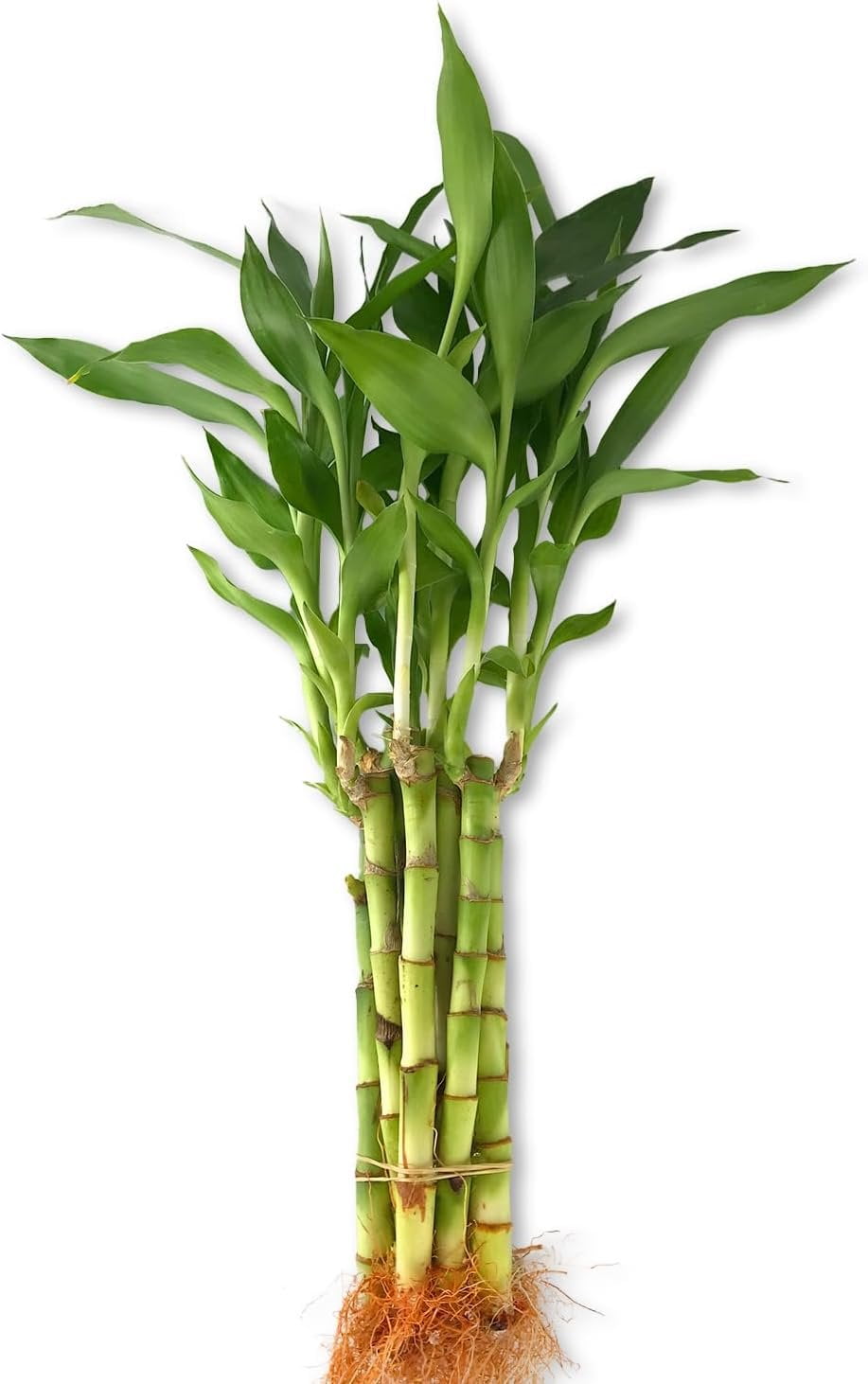 central florida tree philodendron Variegated Philodendron Florida Beauty - 6" Pot