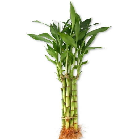 Lucky Indoor Bamboo - Live Plants - Ships Bare Root - 10-Pack of 6 Inch Straight Stalks - Air Purifying Feng-Shui Zen Garden Houseplants
