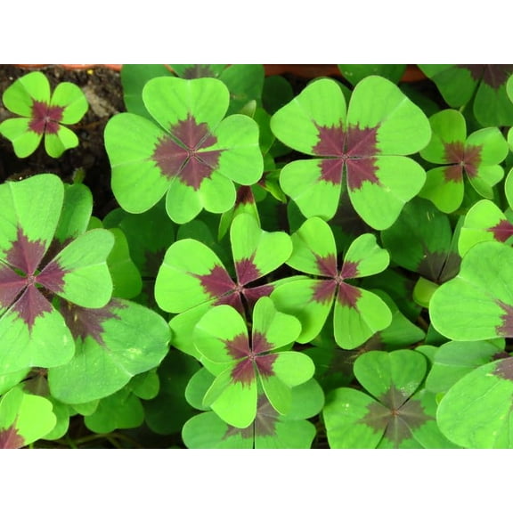 Lucky Leaf Shamrock Bulbs for Planting - Grow Iron Cross Oxalis Flowers - Get The Luck of The Irish (10 Bulbs)