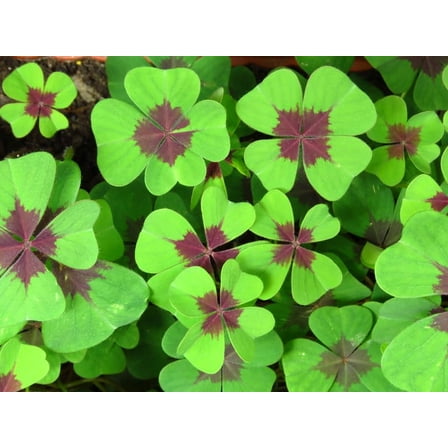 Lucky Leaf Shamrock Bulbs for Planting - Grow Iron Cross Oxalis Flowers - Get The Luck of The Irish (40 Bulbs)